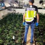 Polizei zerschlägt Marihuana-Ring - litauisches Eh...